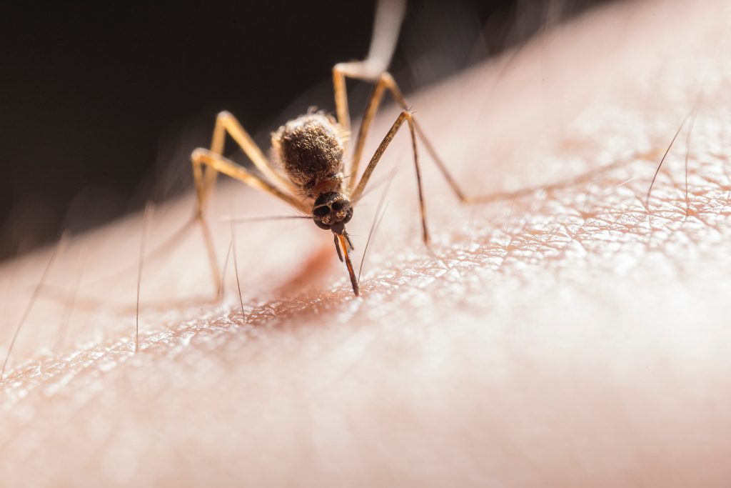 Professional Mosquito Control in Birmingham, AL Magic City Pest Control