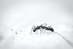 ants, blog