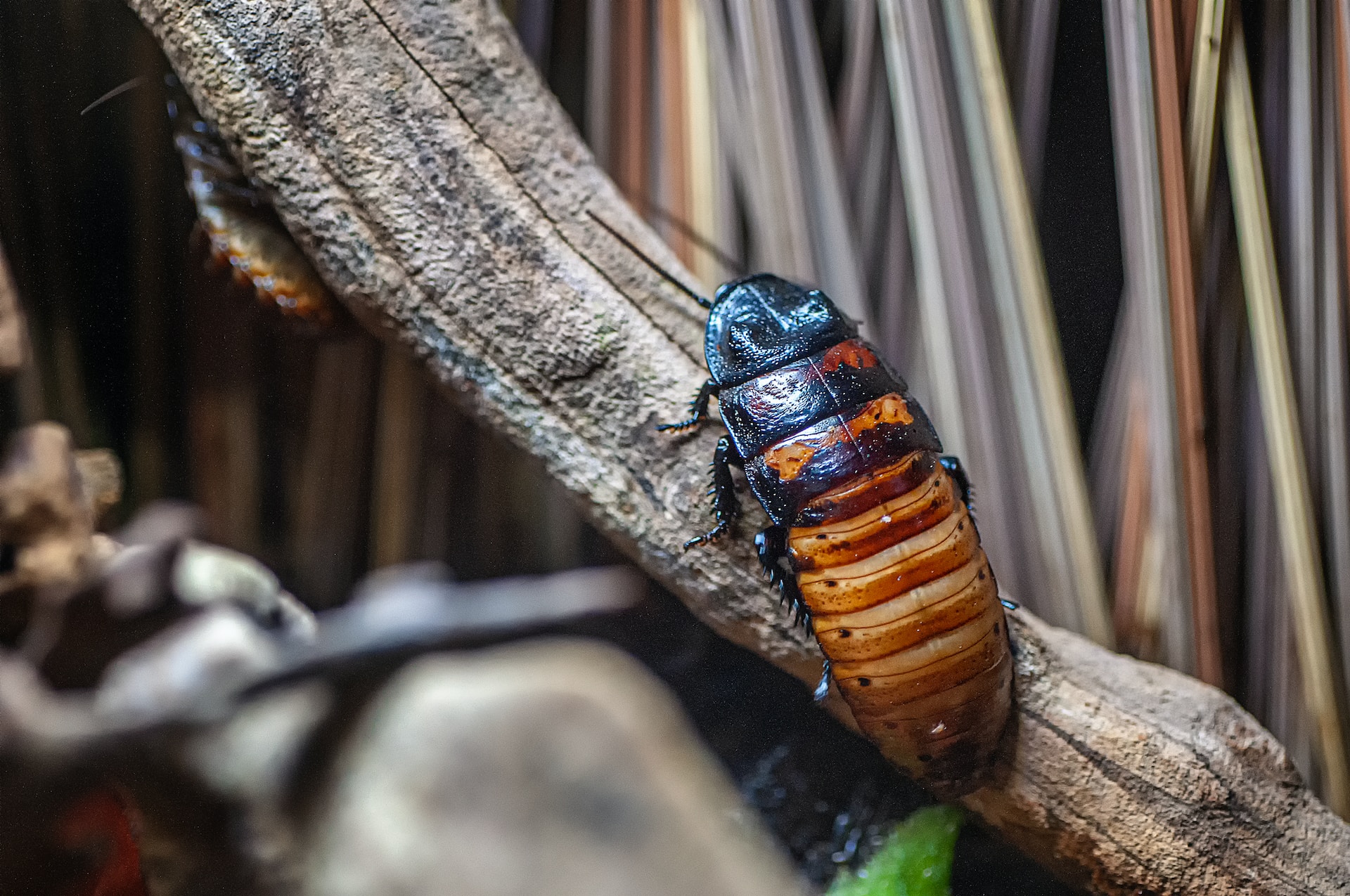 cockroach control, Cockroaches