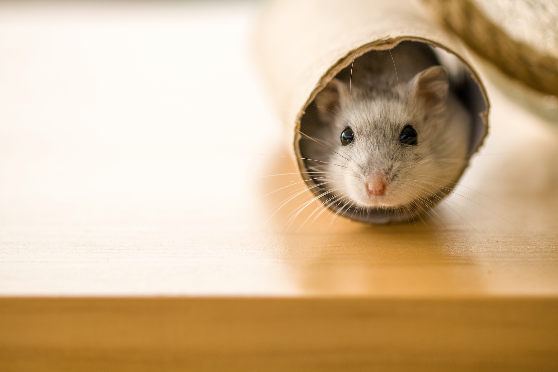 Guide To Identify And Prevent Rodent Infestations