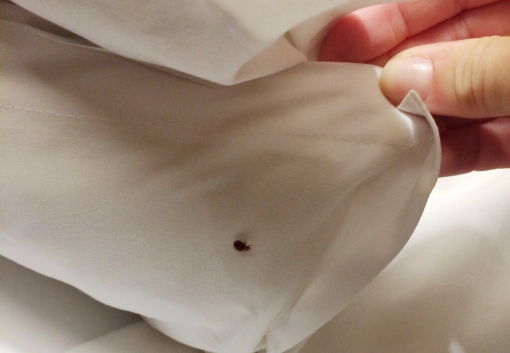 bed bugs, Bed Bug Control, bed bug infestations