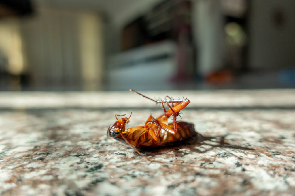 house pest, Pest-Related Health Risks