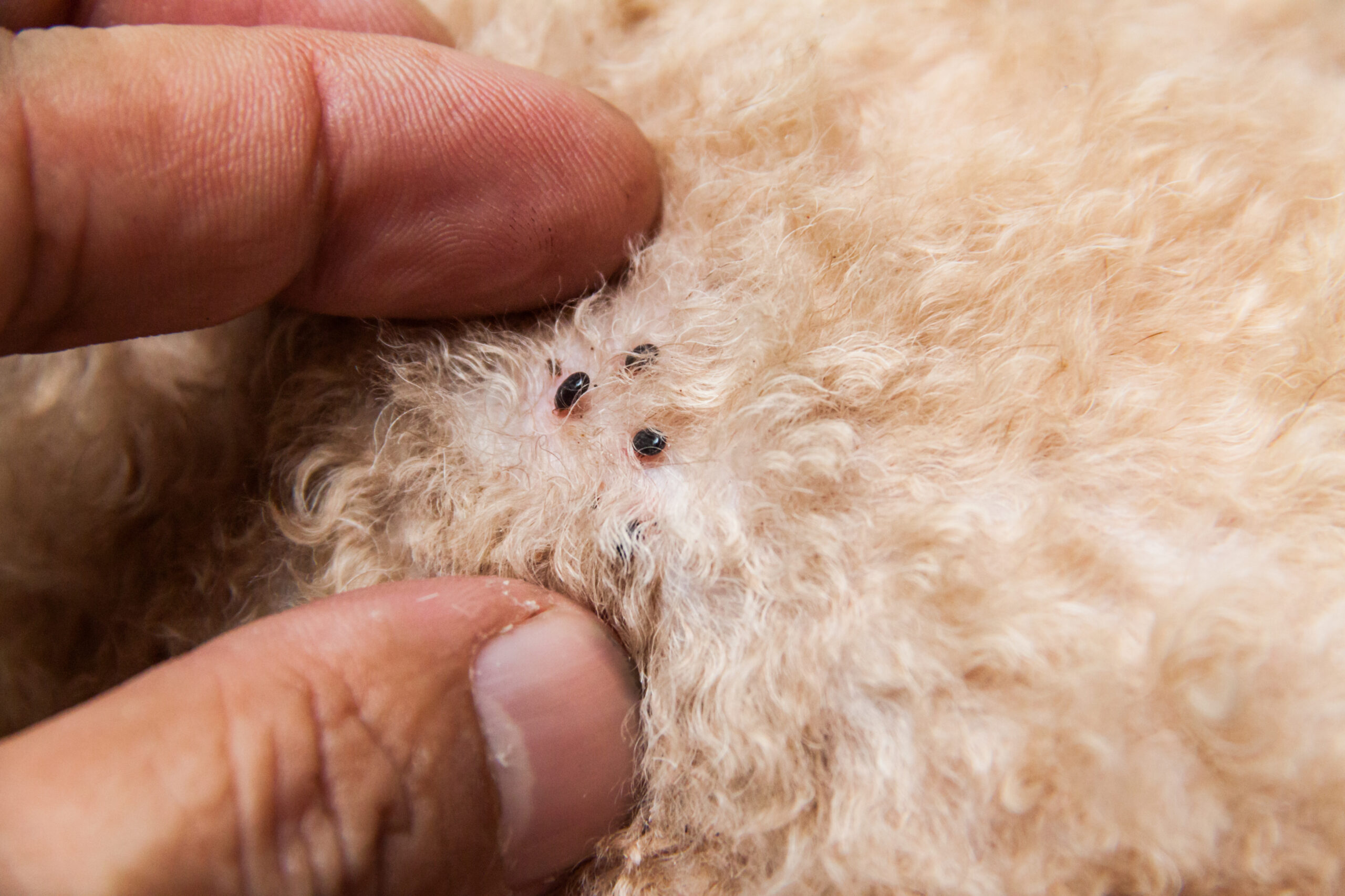 Fleas on a dog in Pelham, AL