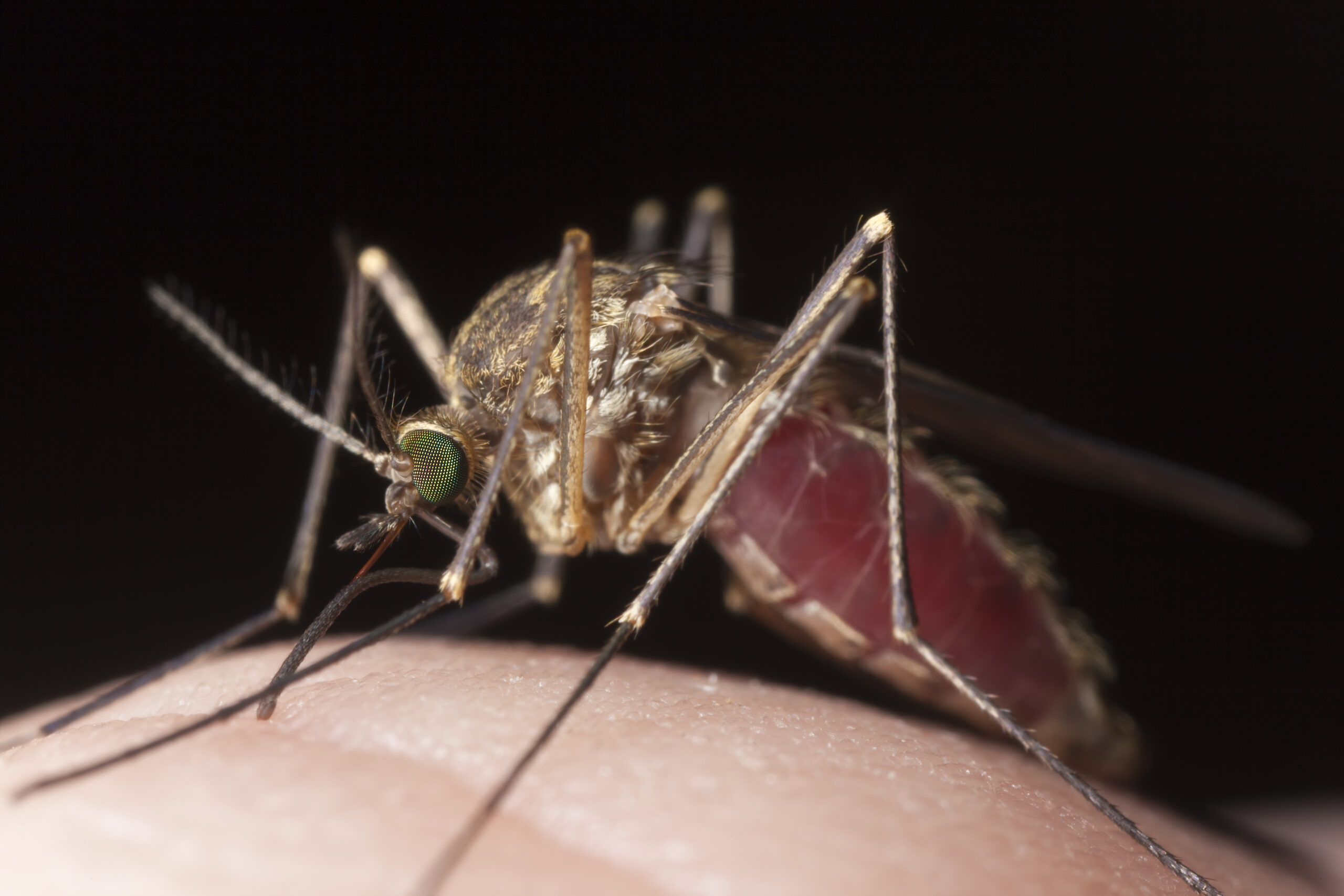 mosquito in Mountain Brook, AL