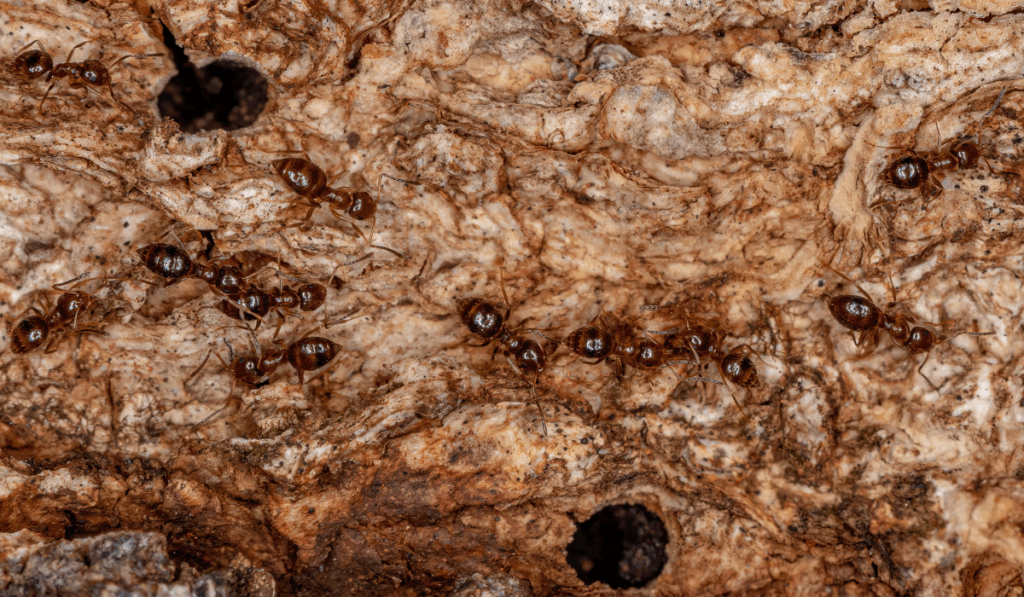 Dark Rover Ants