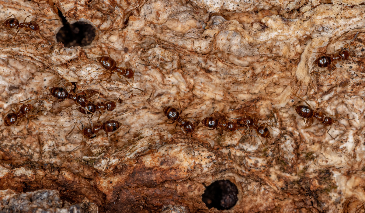 Dark Rover Ants
