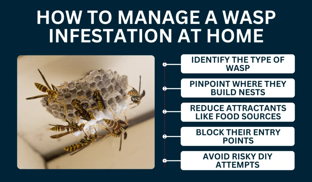How to Manage a Wasp Infestation at Home