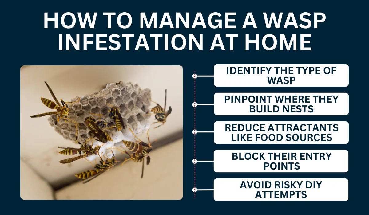 How to Manage a Wasp Infestation at Home