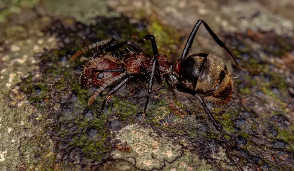 Odorous House Ants