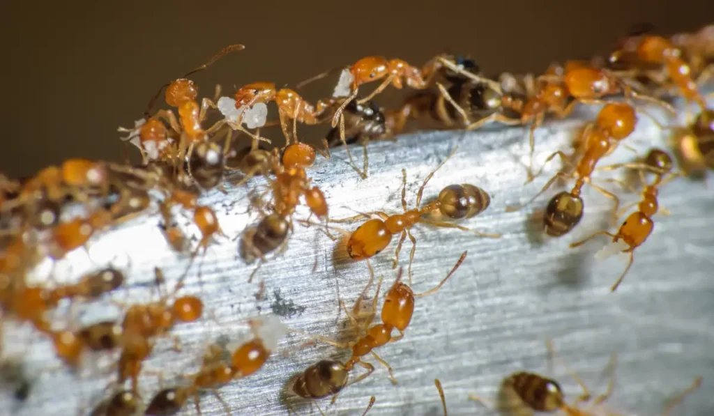 Pharaoh Ants
