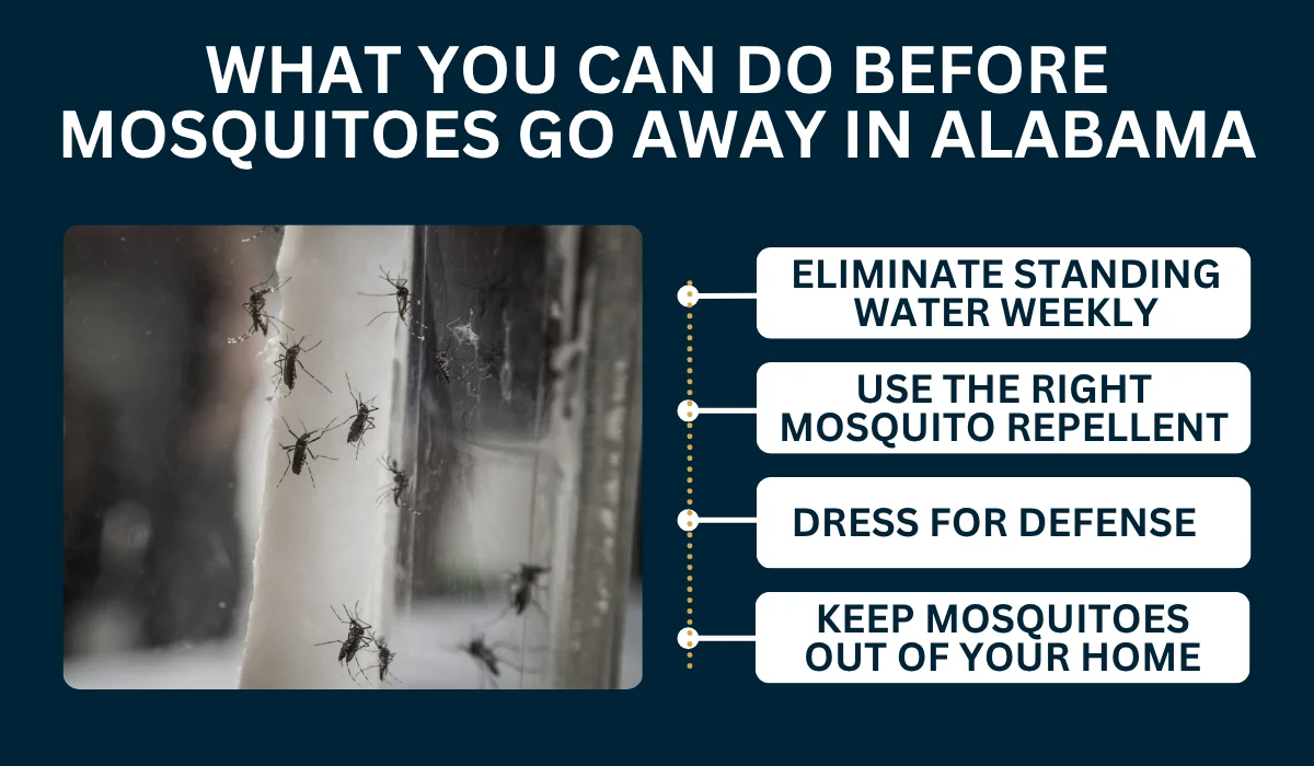 What You Can Do Before Mosquitoes Go Away in Alabama
