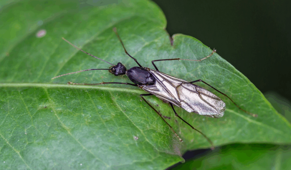 flying ant