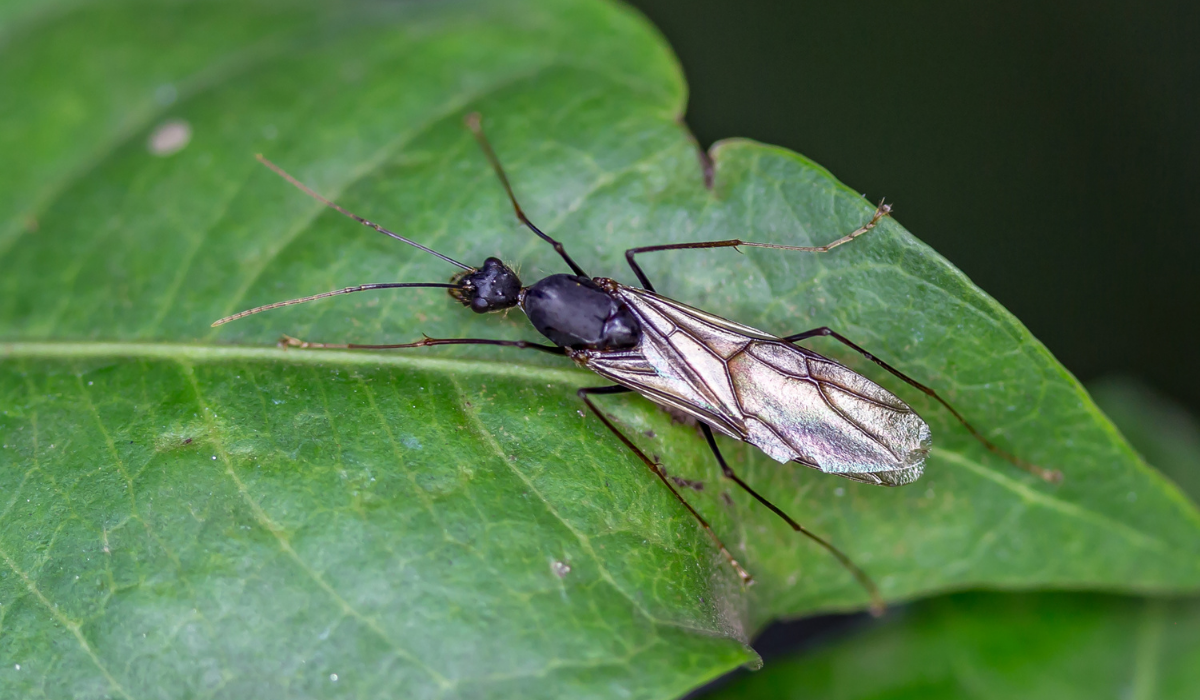 flying ant