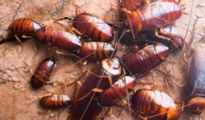 many cockroaches