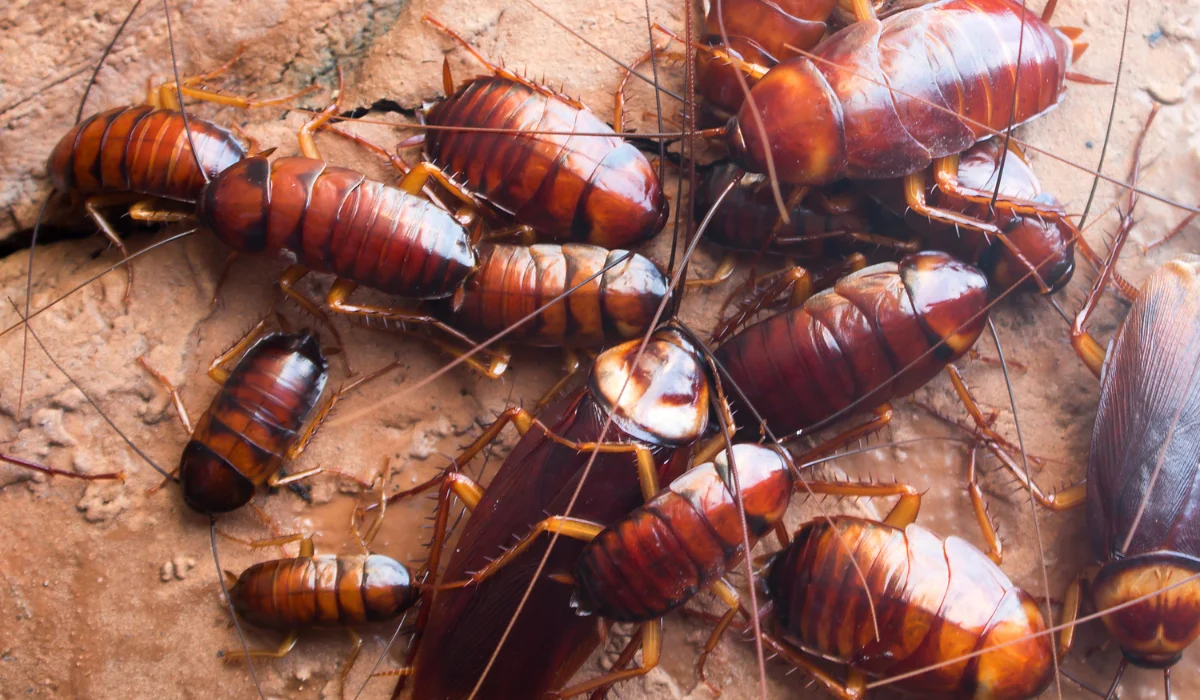 cockroaches