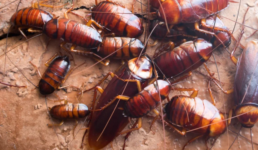 roach-activity