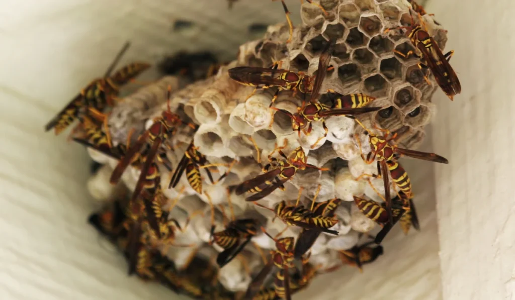 wasp nest at home