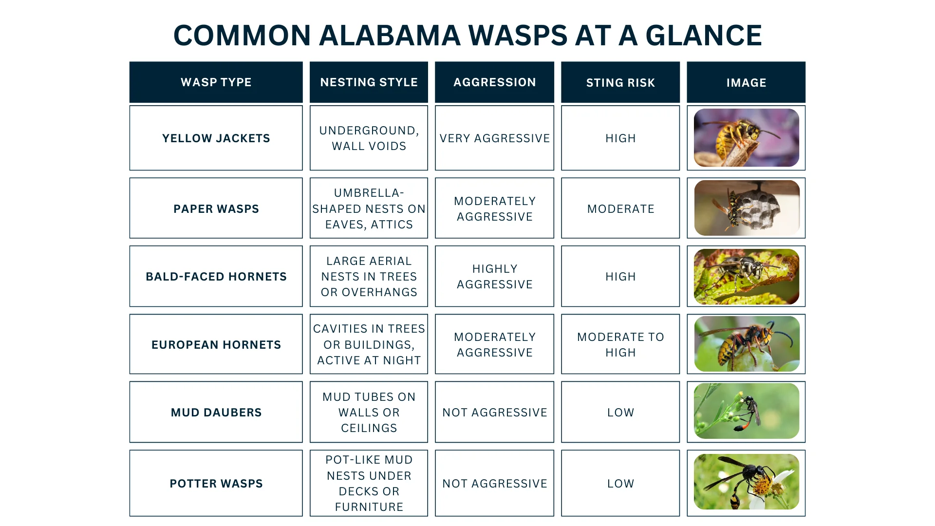 Common Alabama Wasps at a Glance