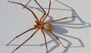 Brown Recluse Spider