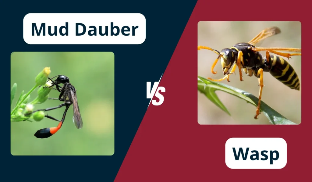 Mud Dauber vs wasp