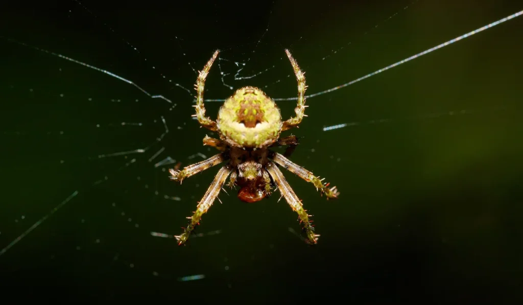 orb weaver