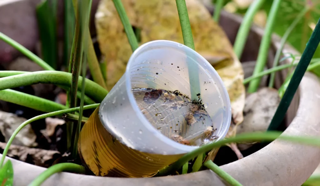 mosquito breeding spot