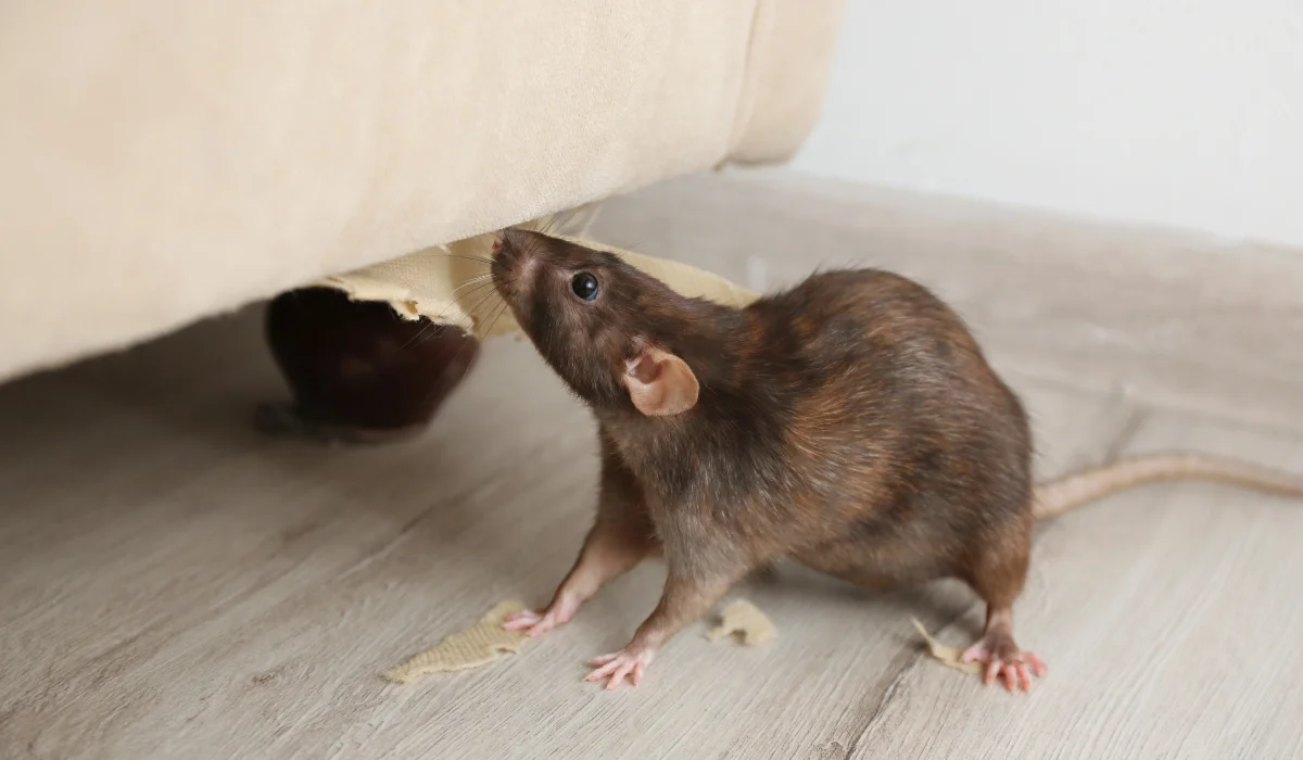 rodent damage