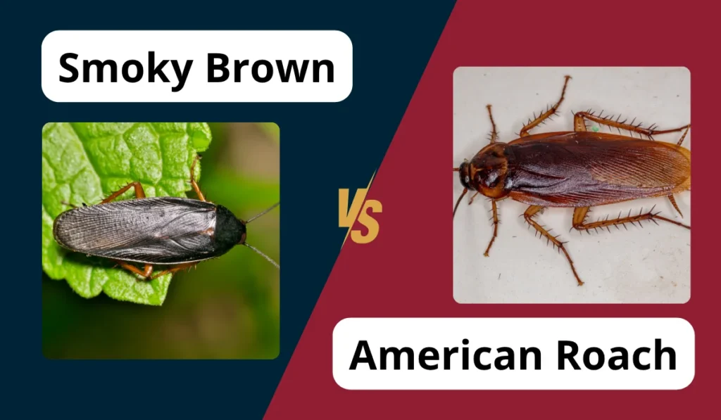 smoky brown and american roach