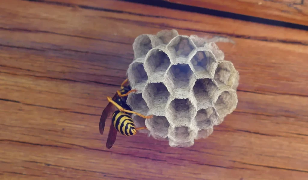 wasp eaves