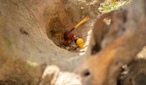 Mud Dauber