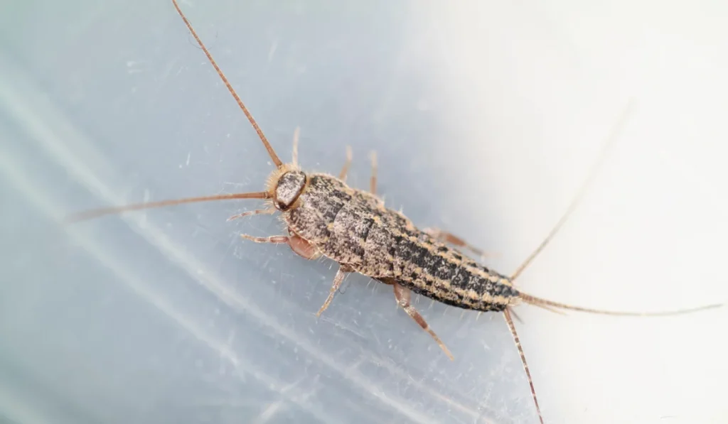 Silverfish