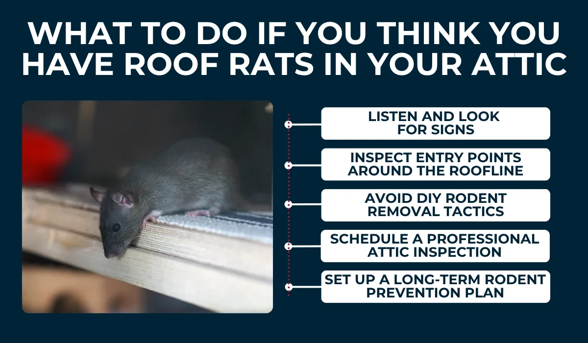 What to Do if You Think You Have Roof Rats in Your Attic