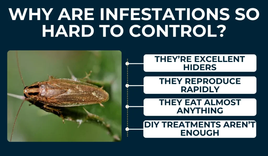 Why are infestations so hard to control