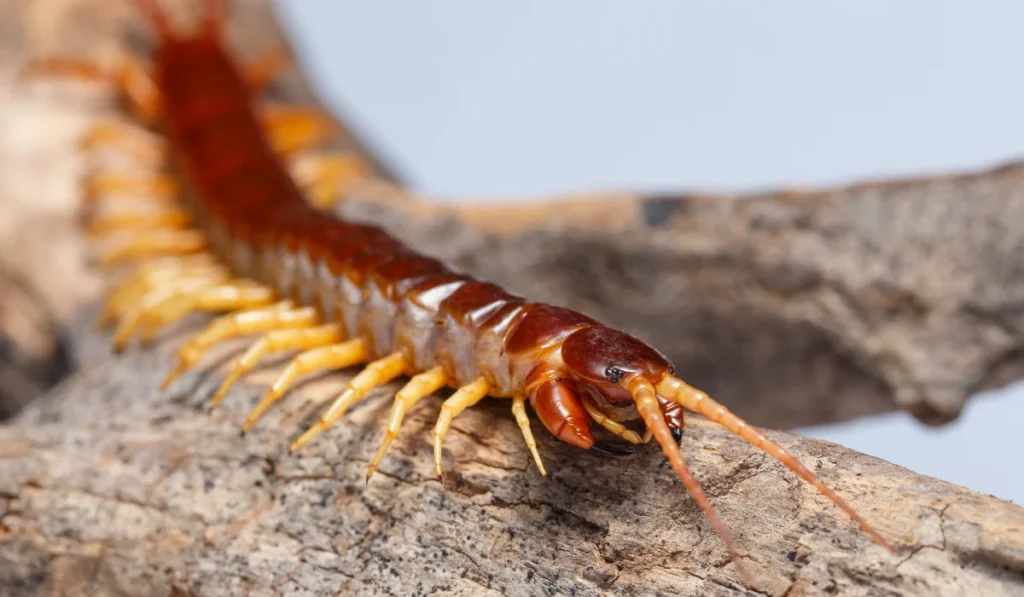 house centipede