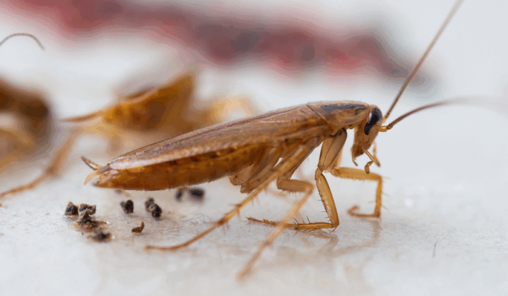 german cockroach droppings