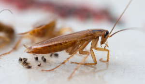 Cockroaches in Alabama: Common Types and How to Stop Them