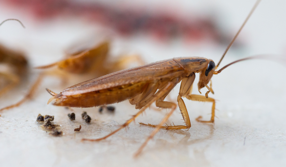 german cockroach droppings