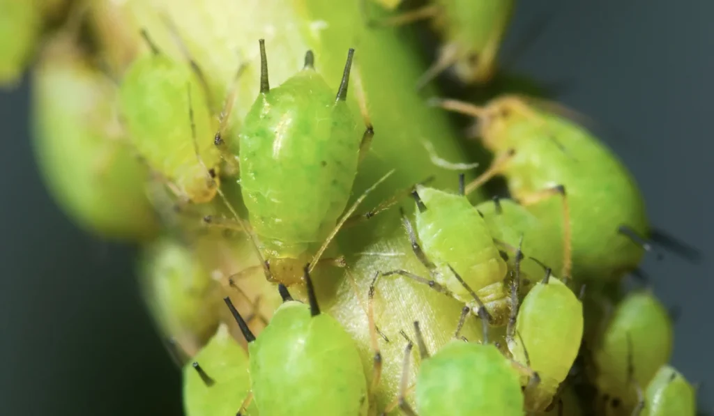 aphids