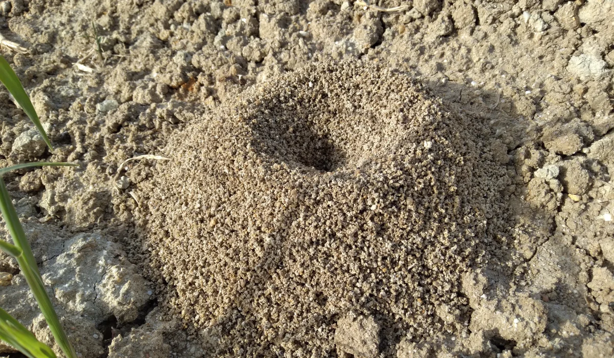 fire ant nest