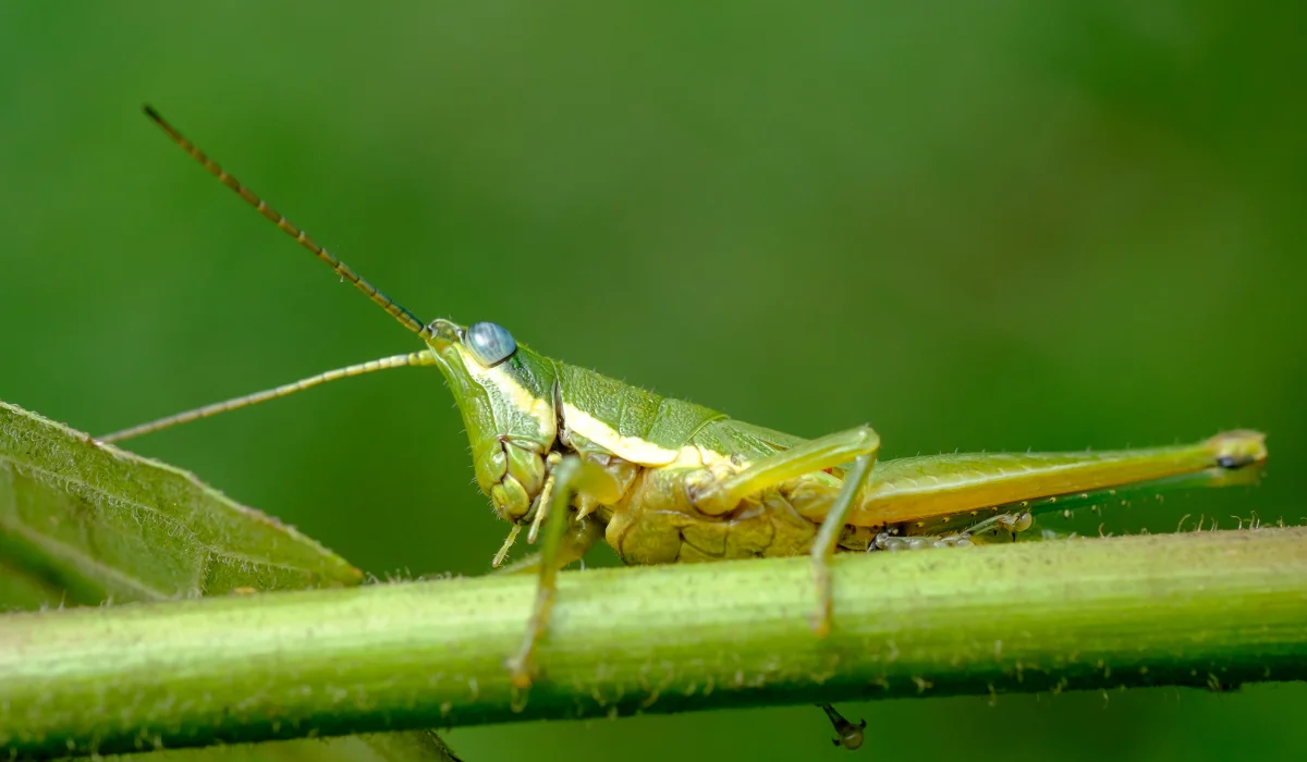 grass hopper