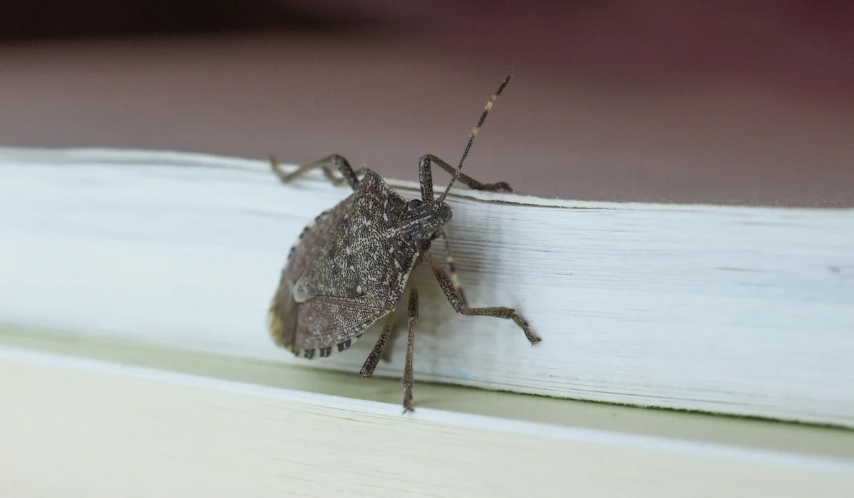 stink bug