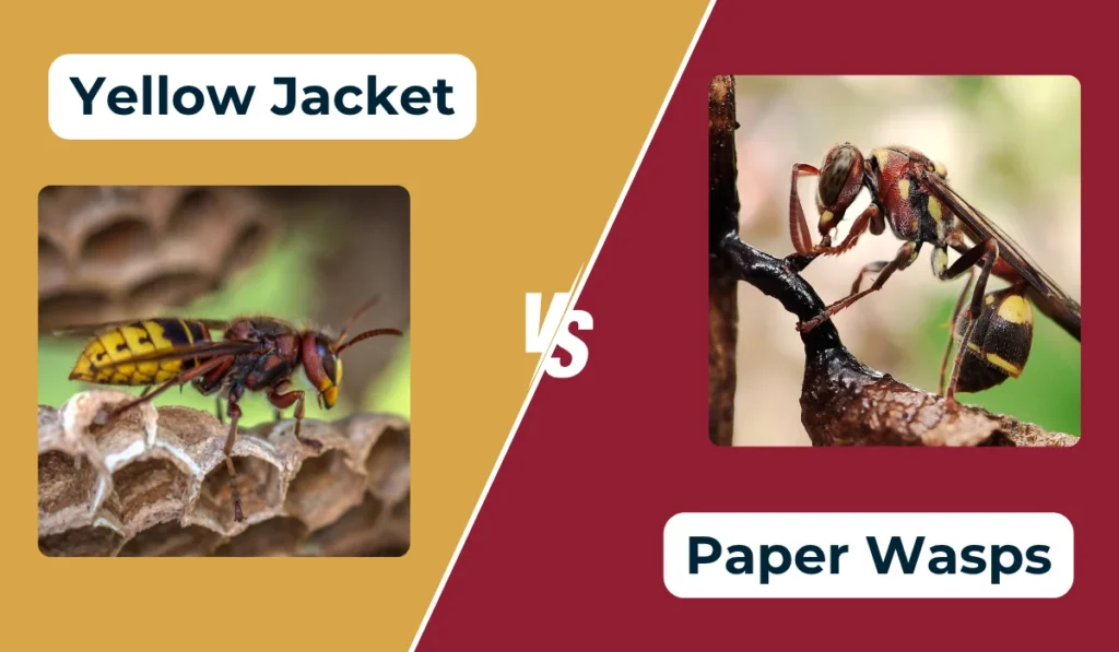 yellow jacket vs paper wasp