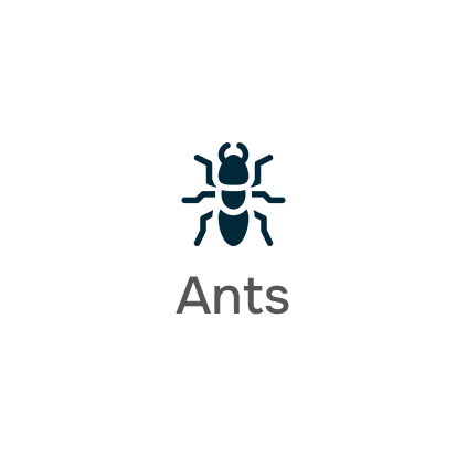 ants