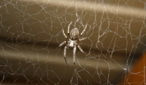 House Spider