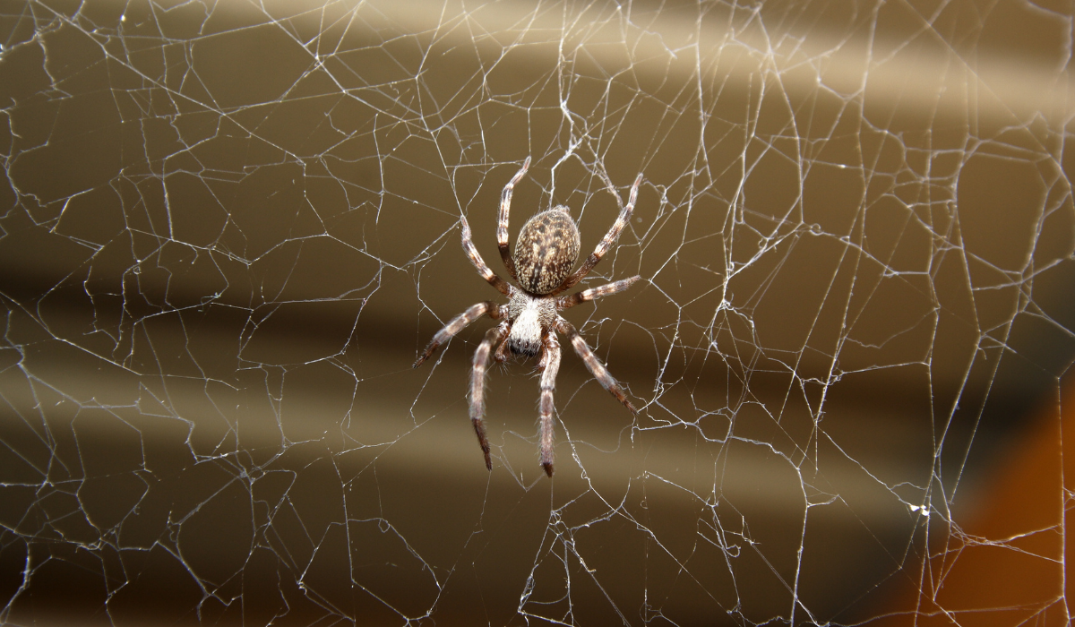 House Spider