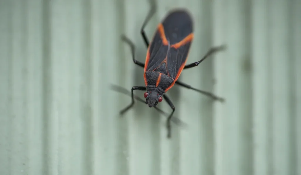 Boxelder Bug
