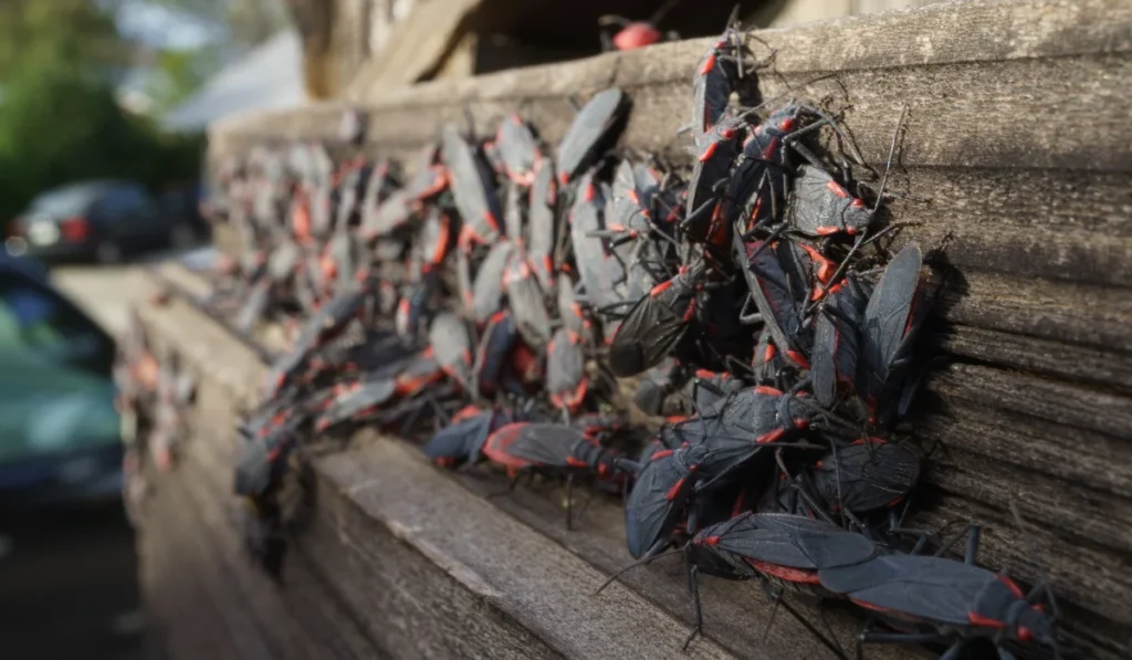Boxelder Bugs outside home