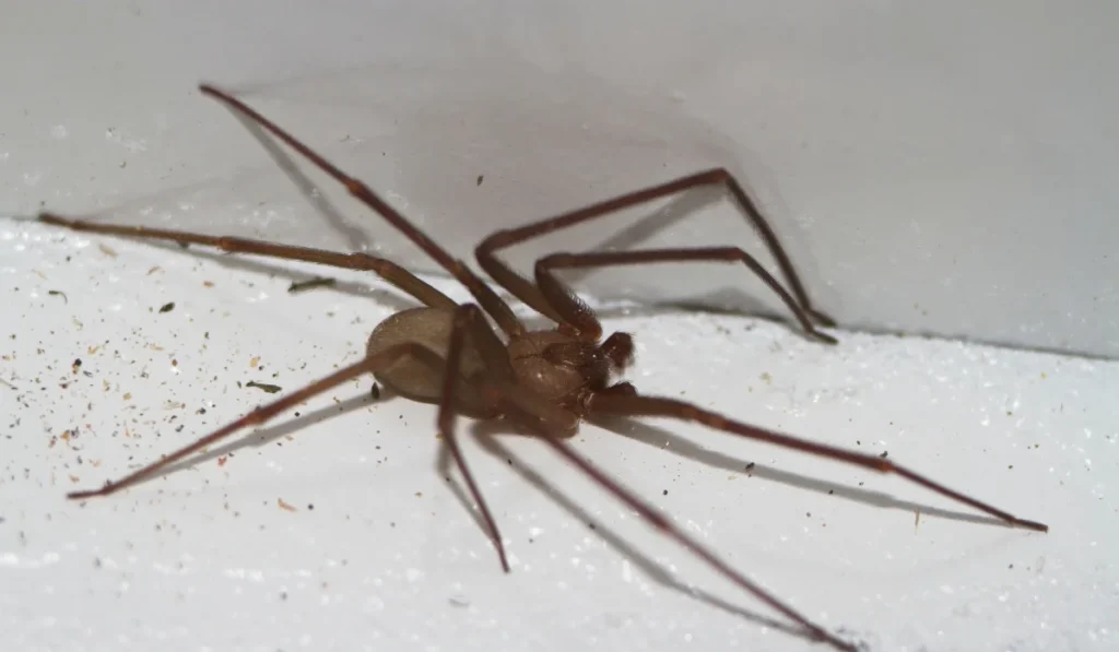 Brown Recluse Spider
