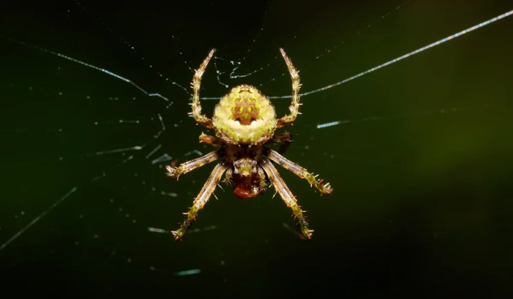 Orb-Weaver Spider