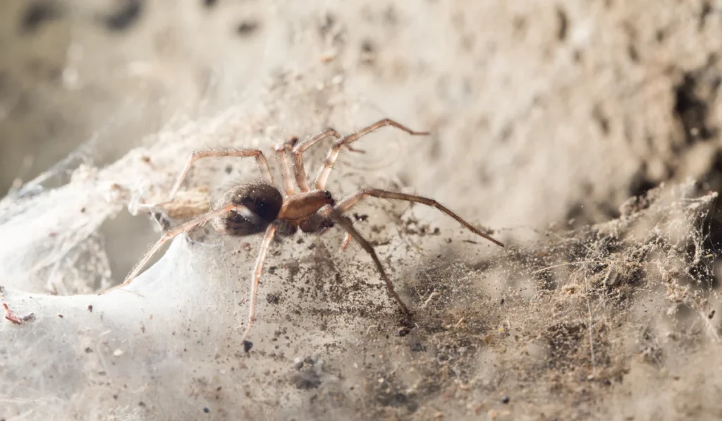 spider in basement